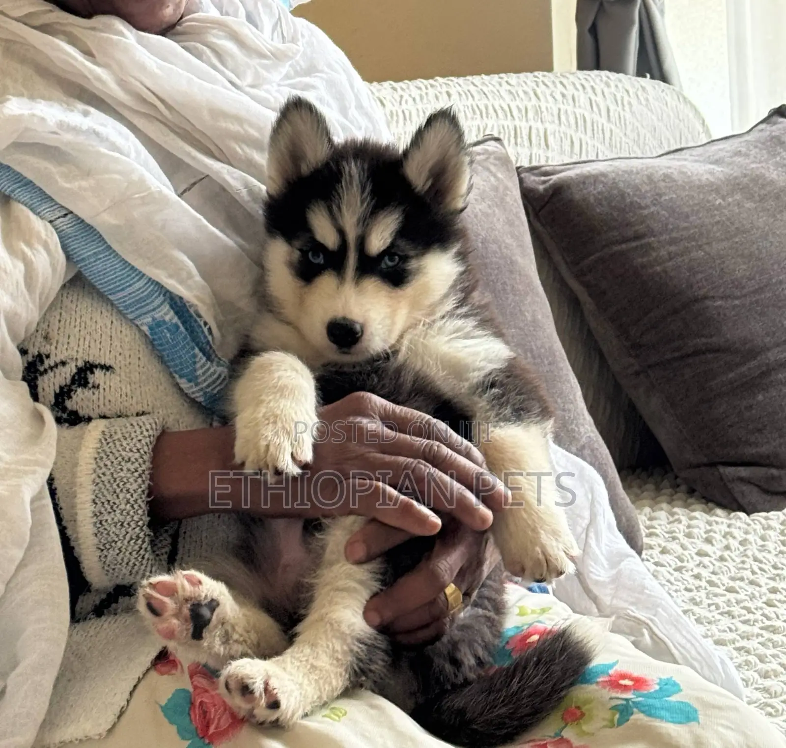 1-3 months Male Purebred Siberian Husky
