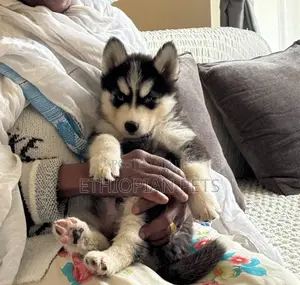 1-3 months Male Purebred Siberian Husky