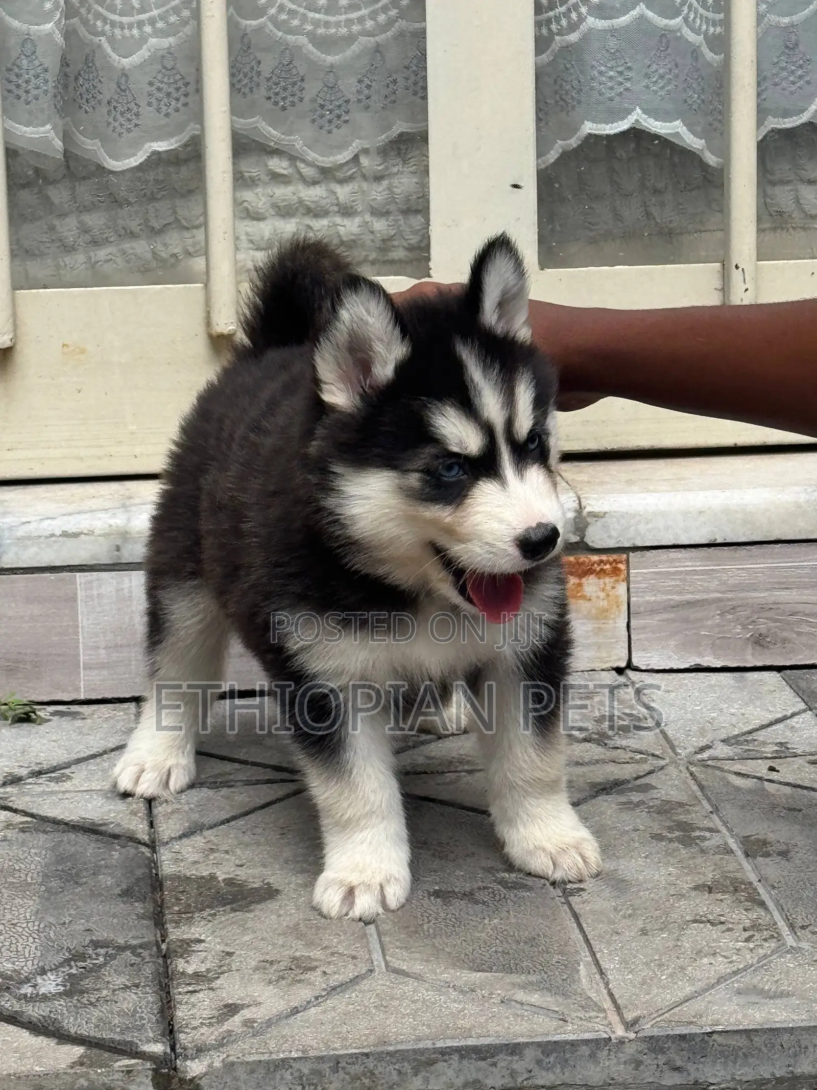 1-3 months Male Purebred Siberian Husky