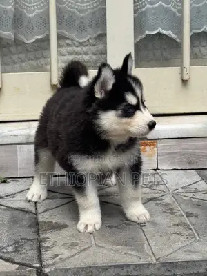 1-3 months Male Purebred Siberian Husky