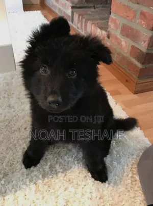 0-1 month Male Purebred German Shepherd