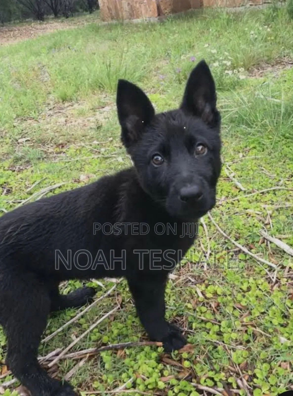 0-1 month Male Purebred German Shepherd