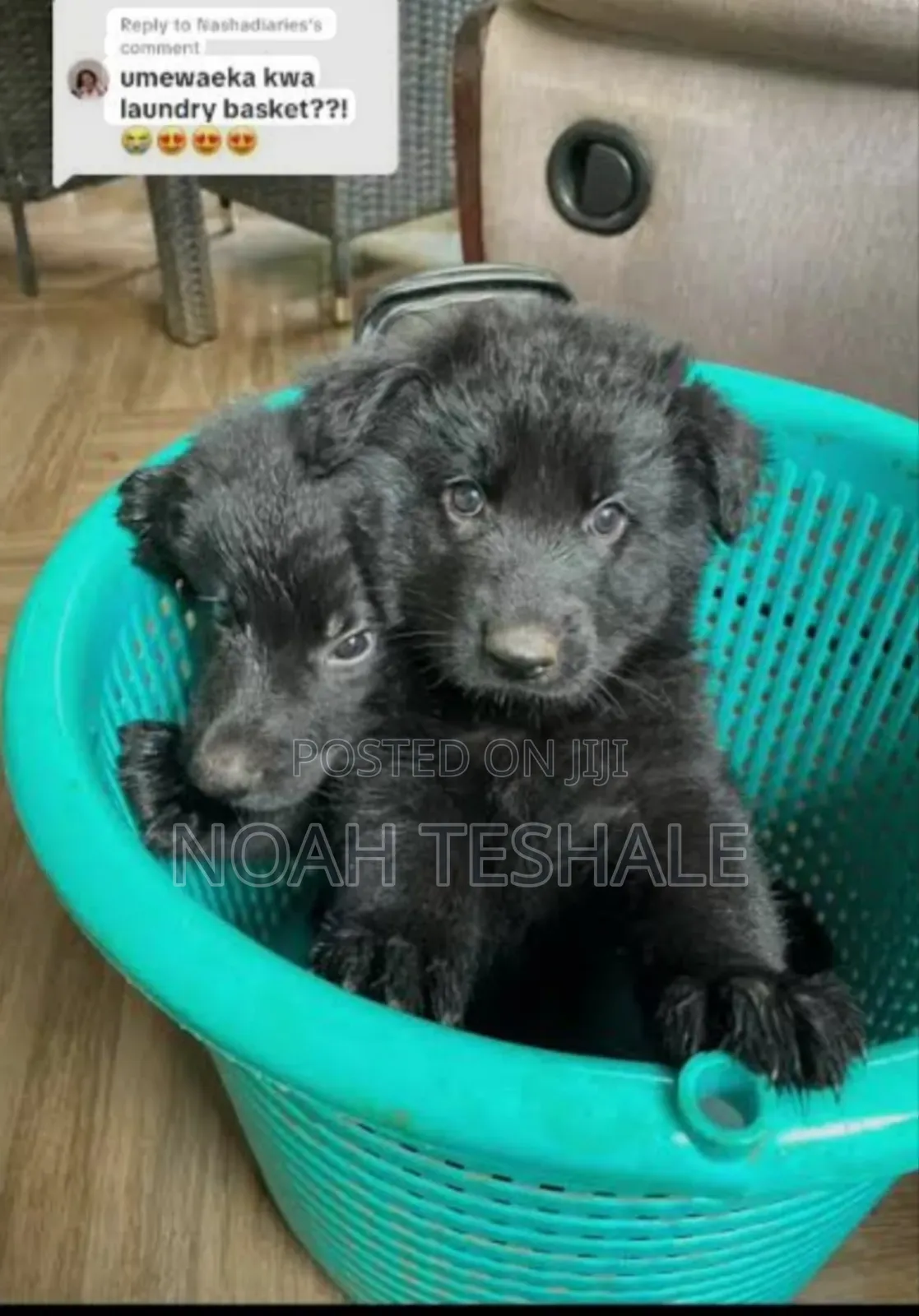0-1 month Male Purebred German Shepherd