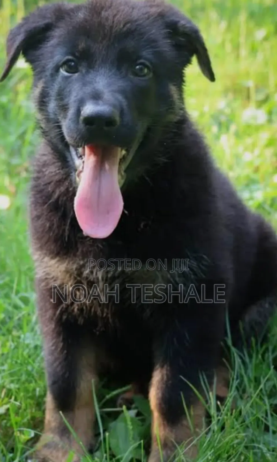 0-1 month Male Purebred German Shepherd