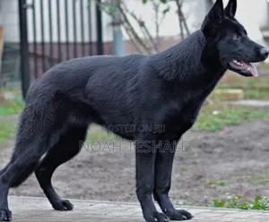 0-1 month Male Purebred German Shepherd