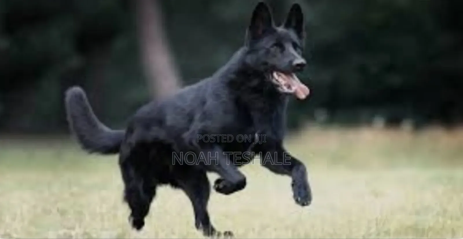 0-1 month Male Purebred German Shepherd