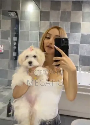 1-3 months Male Purebred Maltese