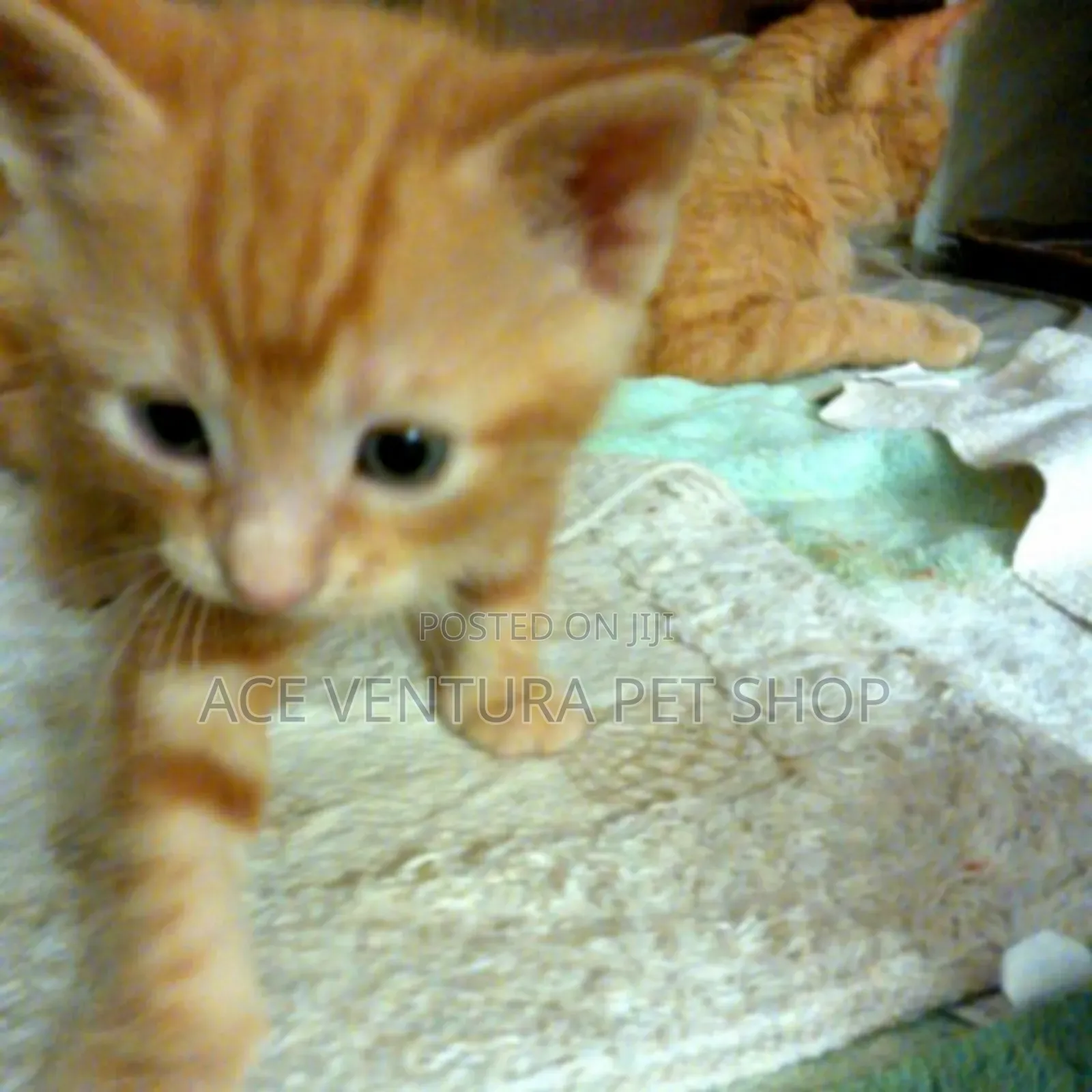 1-3 months Male Purebred American Shorthair