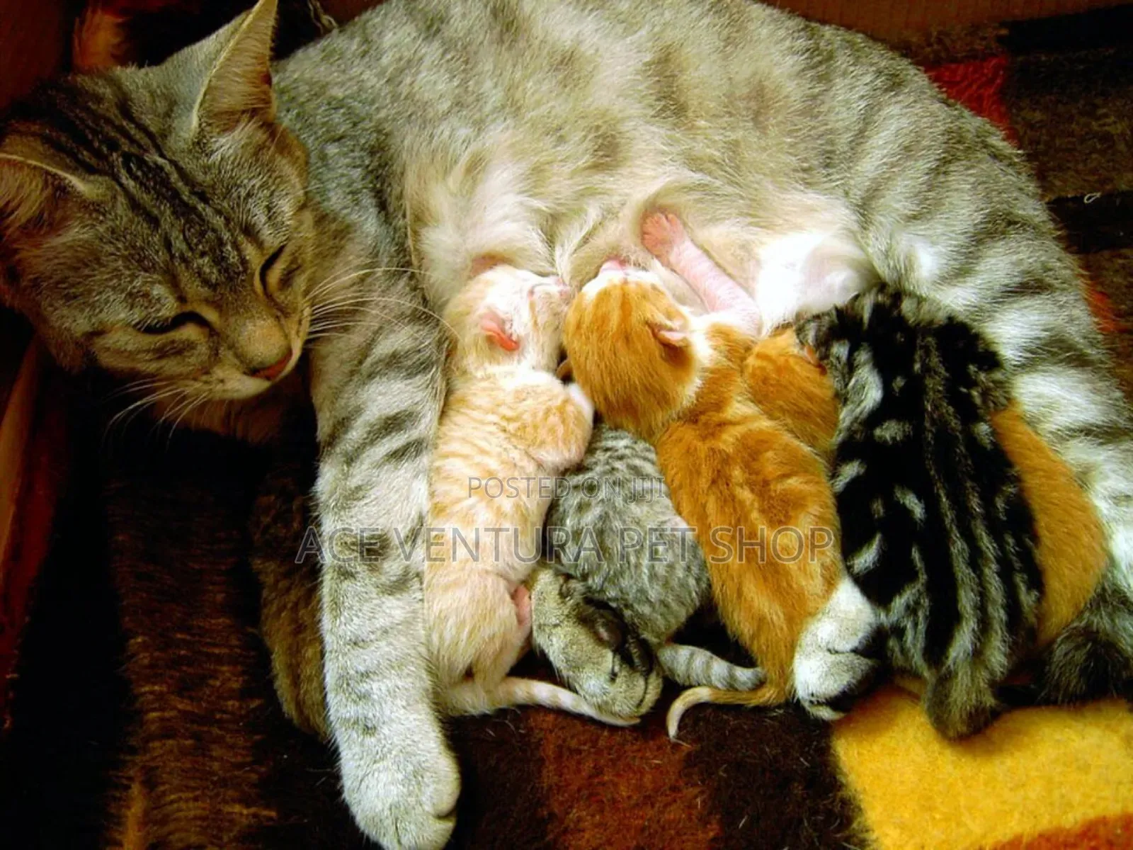 1-3 months Male Purebred American Shorthair