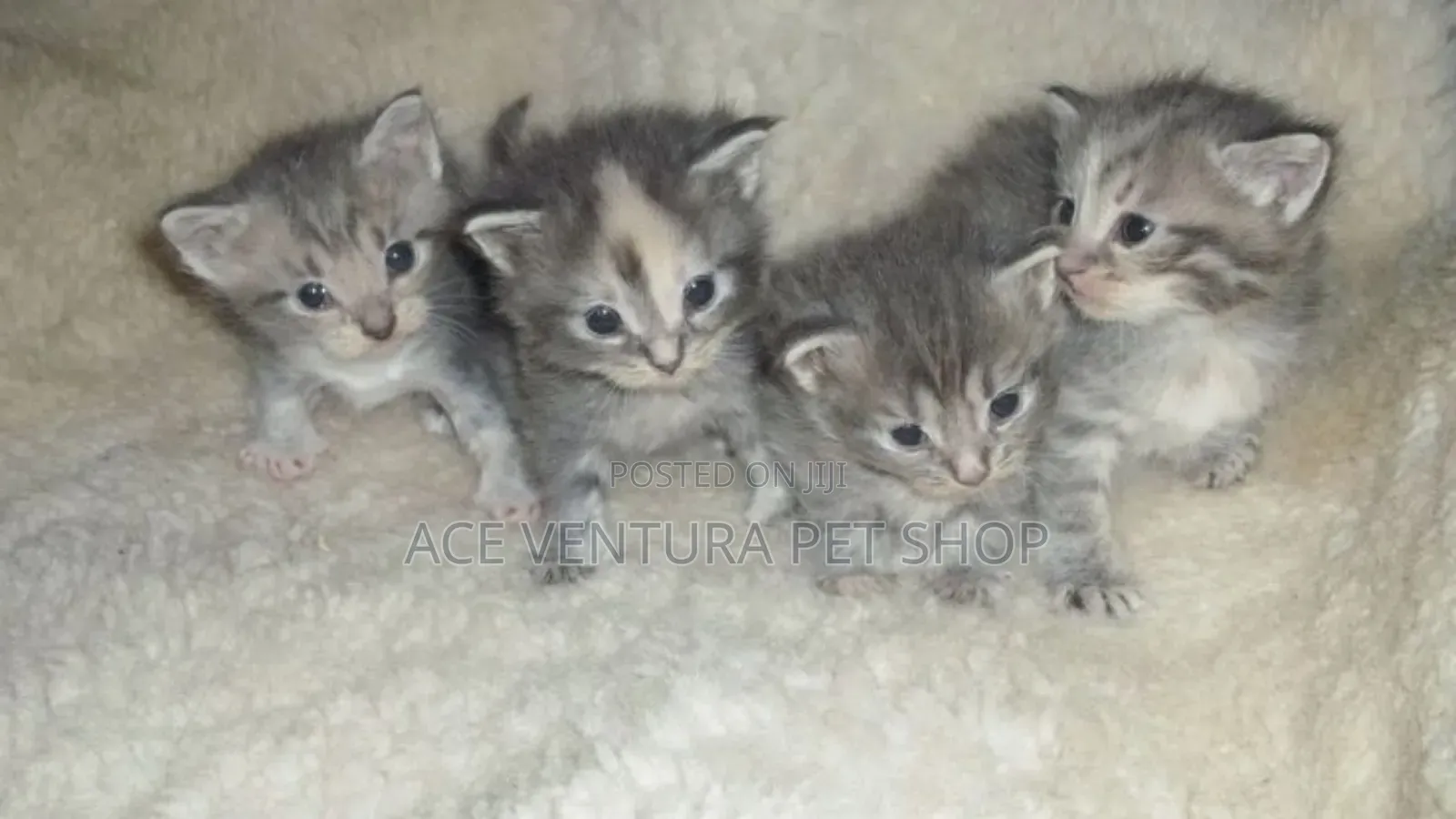 1-3 months Male Purebred American Shorthair