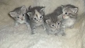 1-3 months Male Purebred American Shorthair