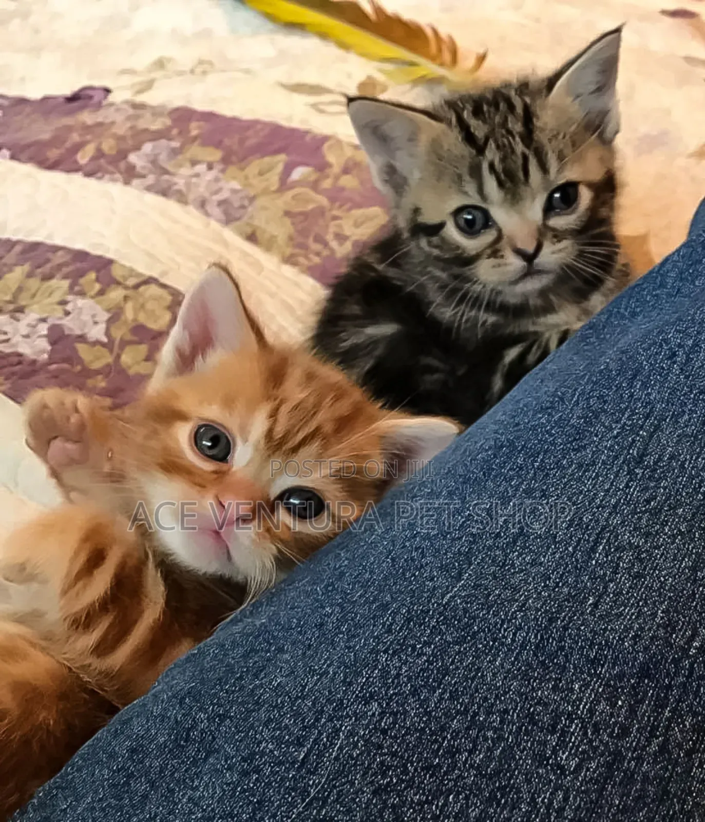 1-3 months Male Purebred American Shorthair