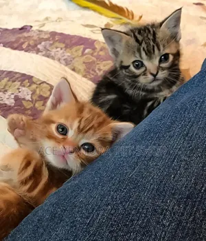 1-3 months Male Purebred American Shorthair