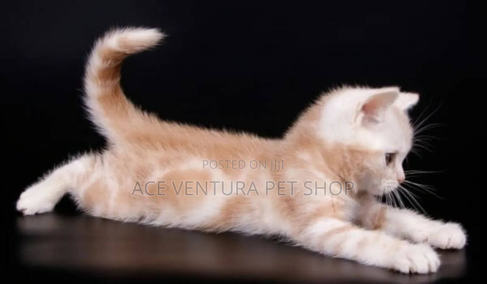 1-3 months Male Purebred American Shorthair