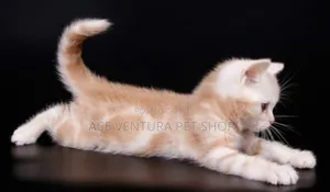 1-3 months Male Purebred American Shorthair
