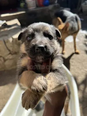 1-3 months Female Purebred German Shepherd