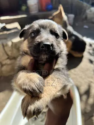 1-3 months Female Purebred German Shepherd