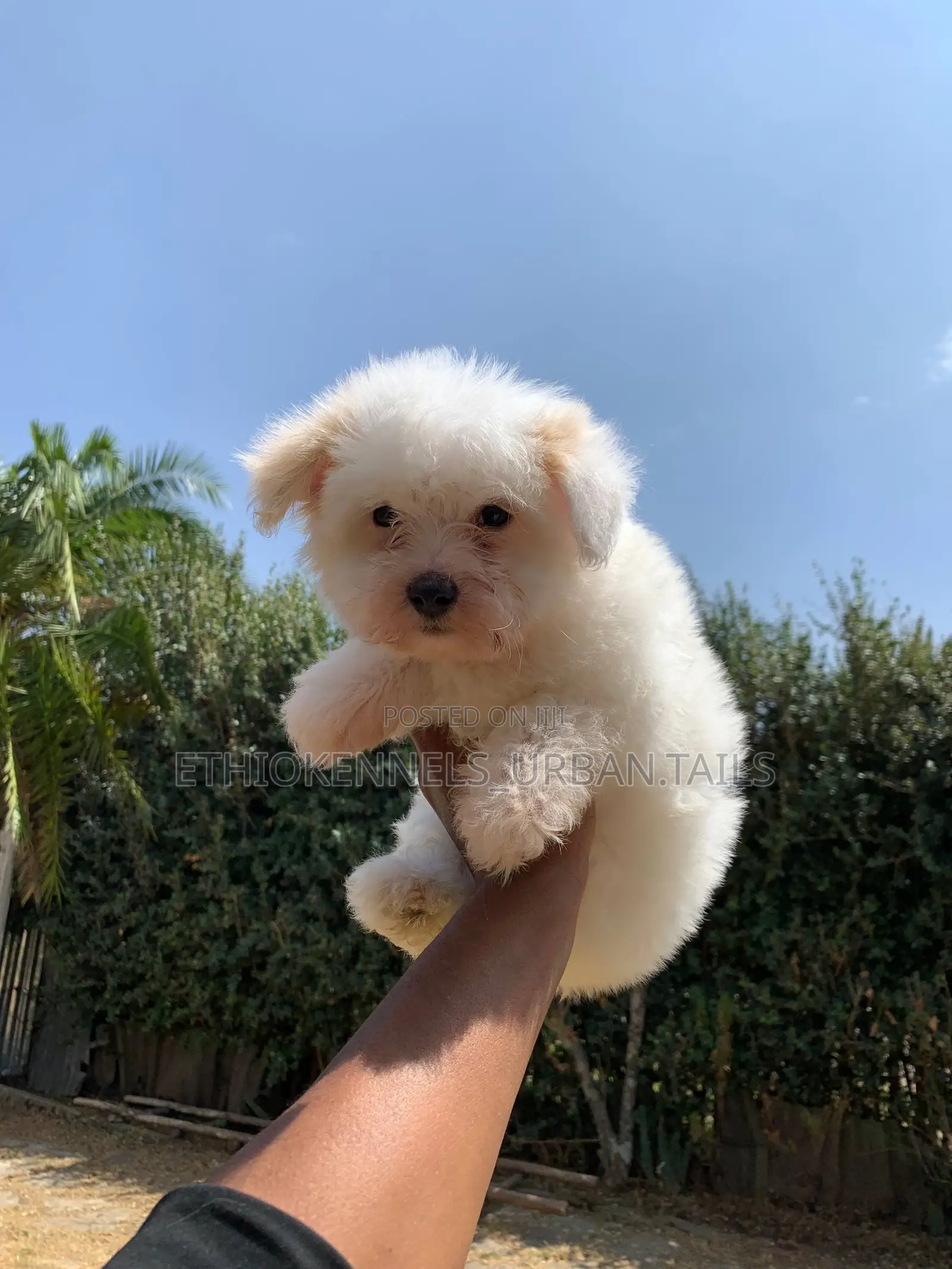 1-3 months Male Purebred Maltese