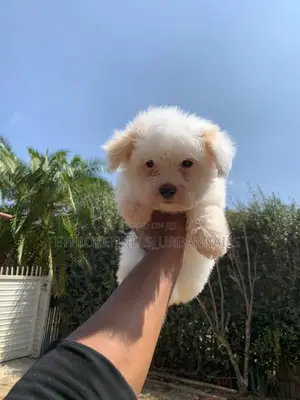 1-3 months Male Purebred Maltese