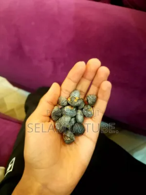 Banana Seed