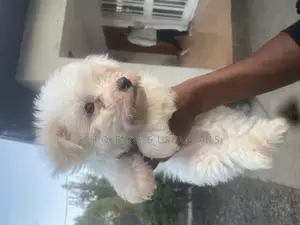 1-3 months Male Purebred Maltese