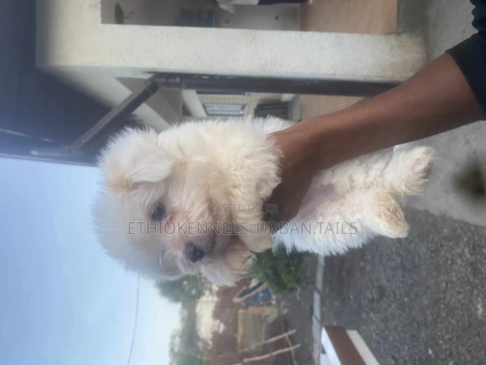1-3 months Male Purebred Maltese