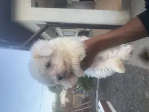 1-3 months Male Purebred Maltese