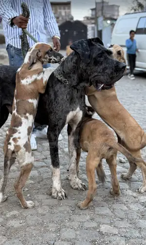 1-3 months Male Purebred Great Dane