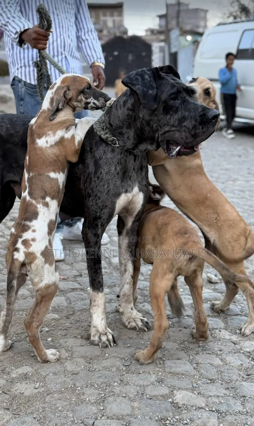 1-3 months Male Purebred Great Dane