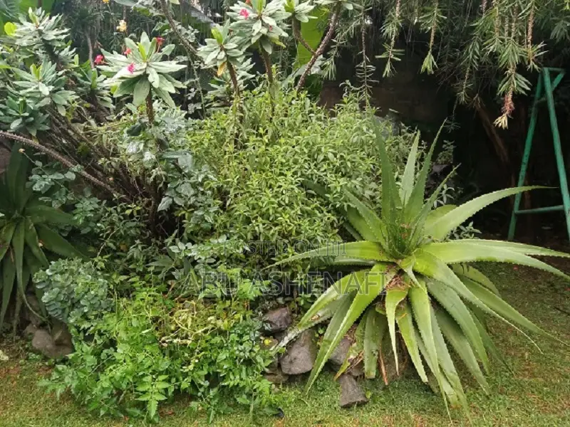 3bdrm House in Yeka for rent