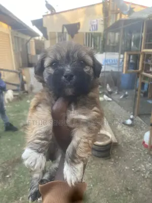 1-3 months Male Mixed Breed Maltese
