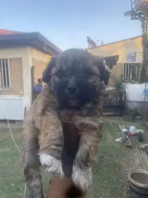 1-3 months Male Mixed Breed Maltese