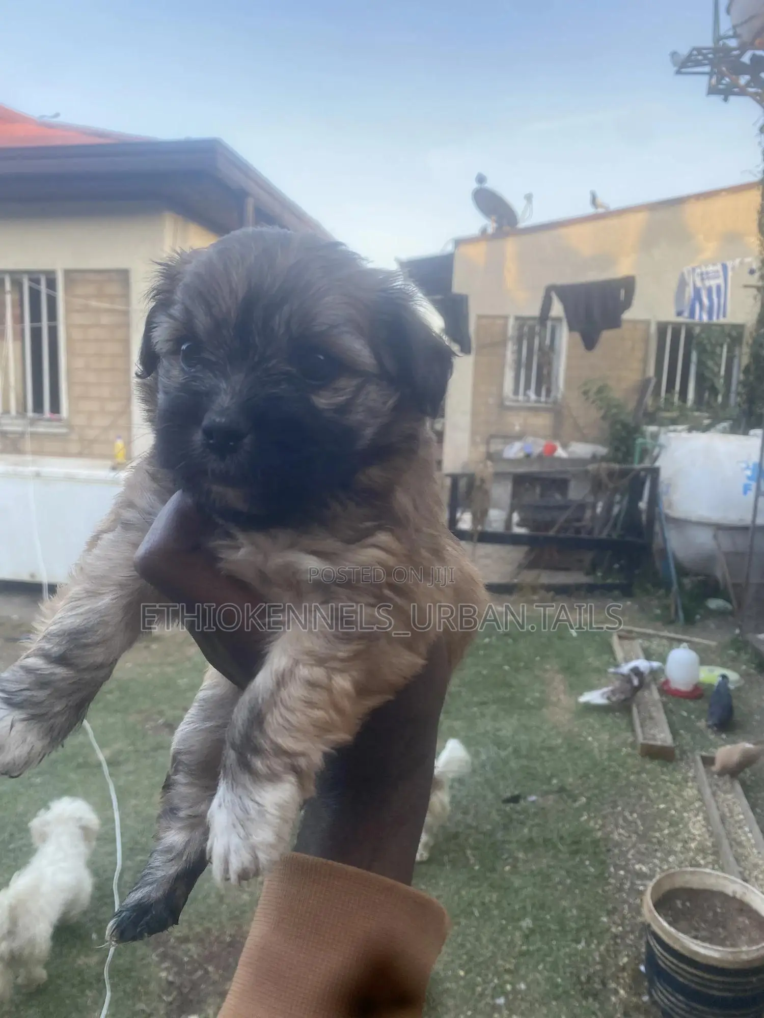 1-3 months Male Mixed Breed Maltese