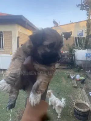 1-3 months Male Mixed Breed Maltese