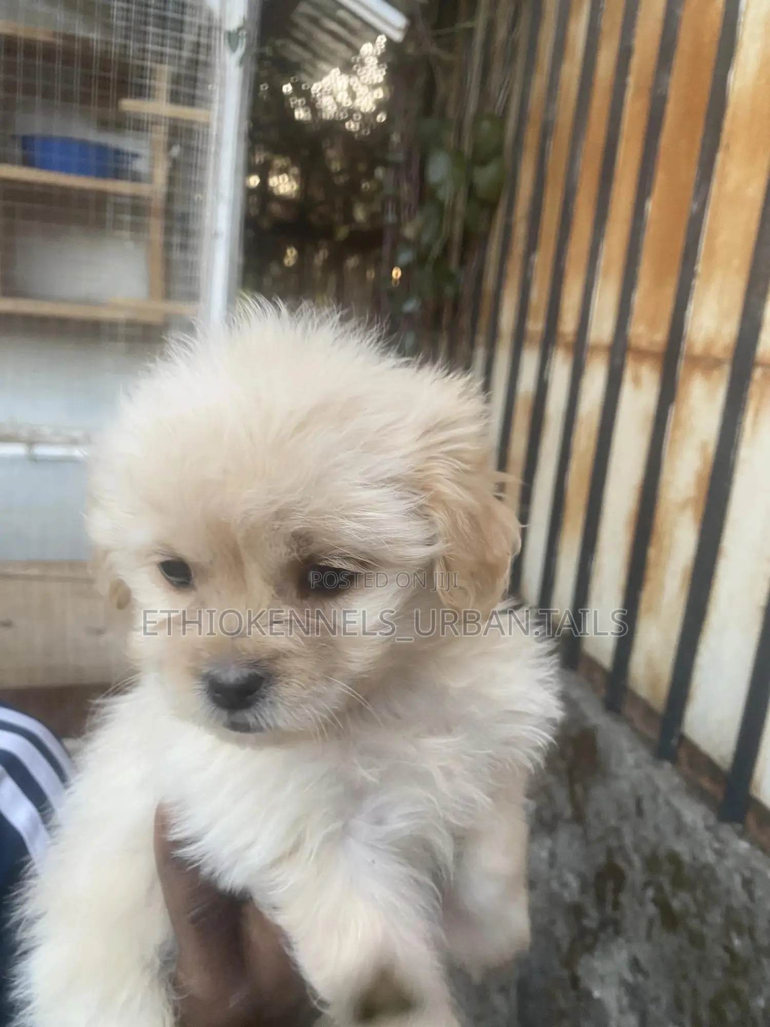 1-3 months Male Purebred Maltese
