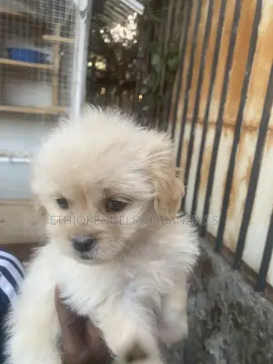 1-3 months Male Purebred Maltese