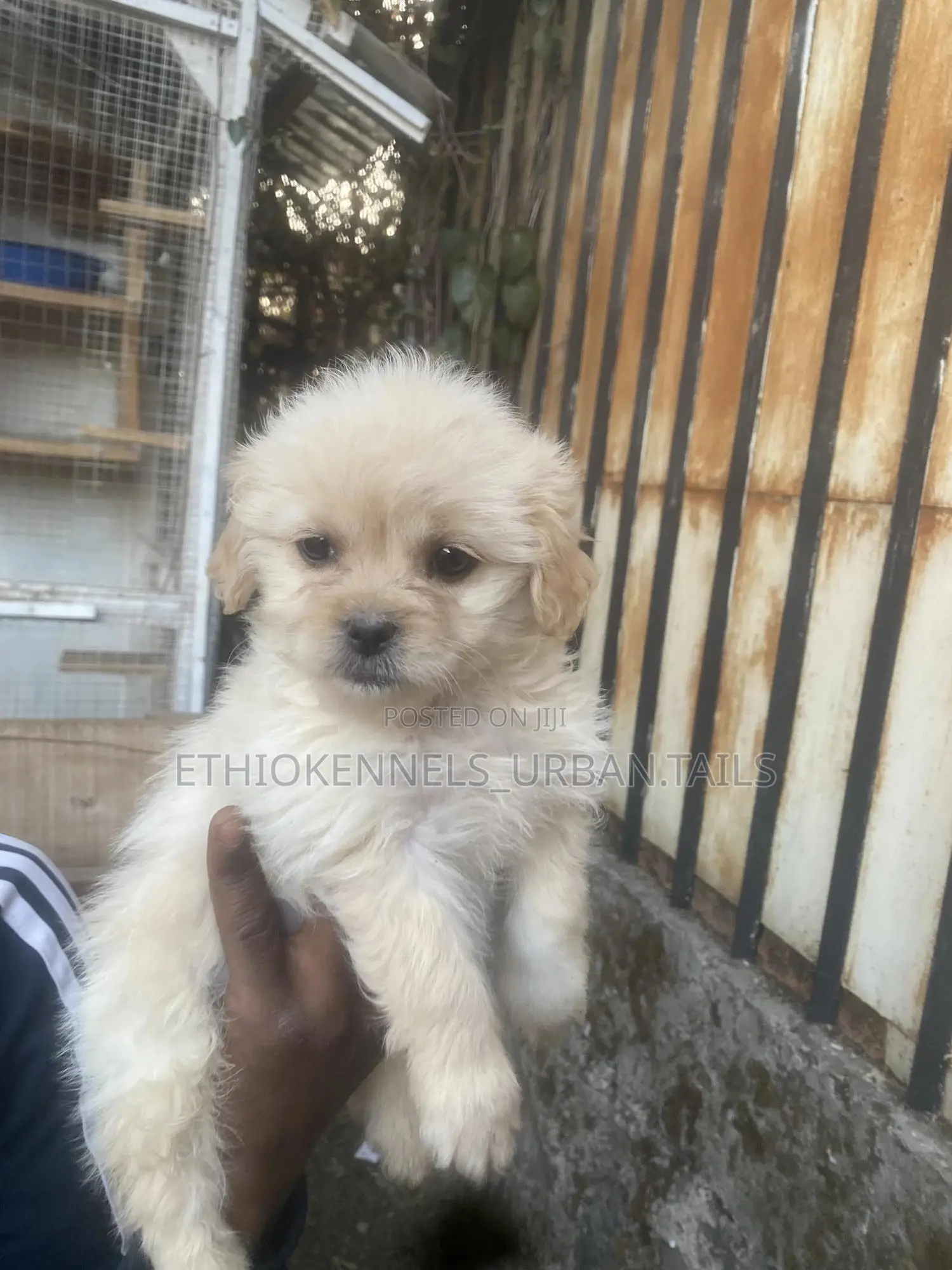 1-3 months Male Purebred Maltese