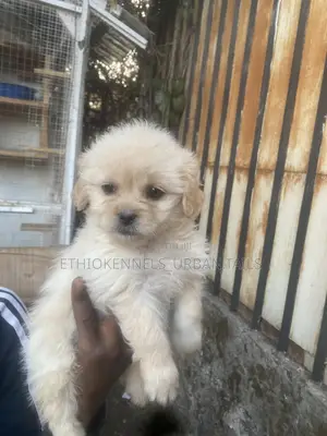 1-3 months Male Purebred Maltese