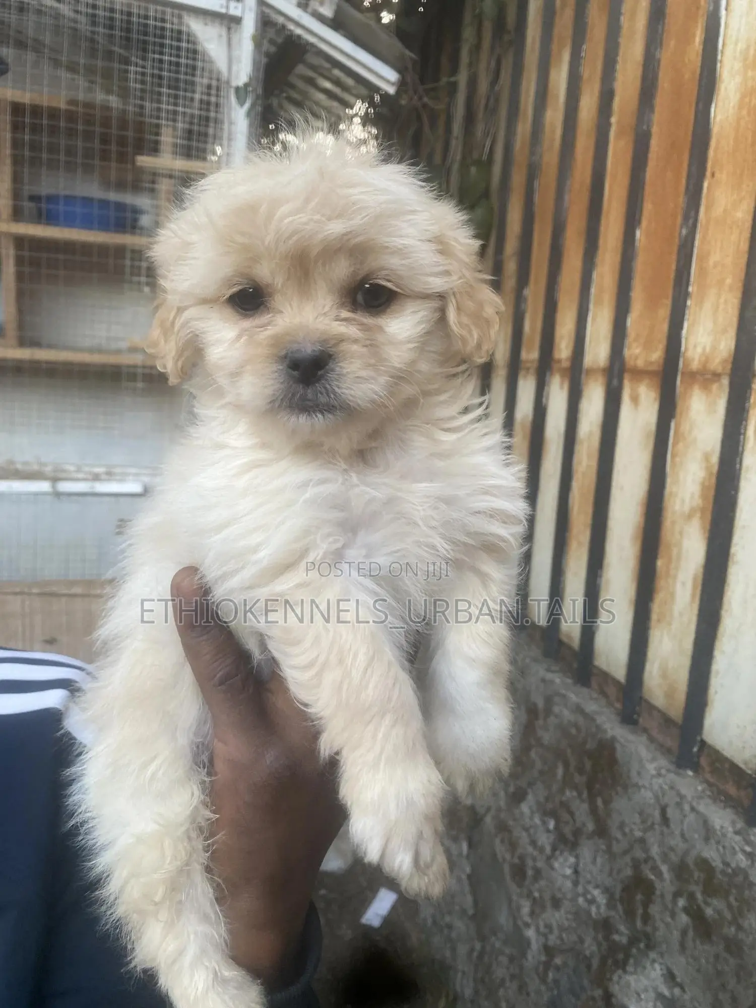 1-3 months Male Purebred Maltese
