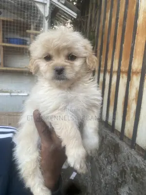 1-3 months Male Purebred Maltese