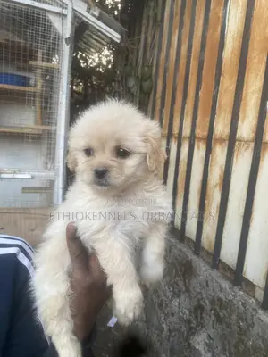 1-3 months Male Purebred Maltese
