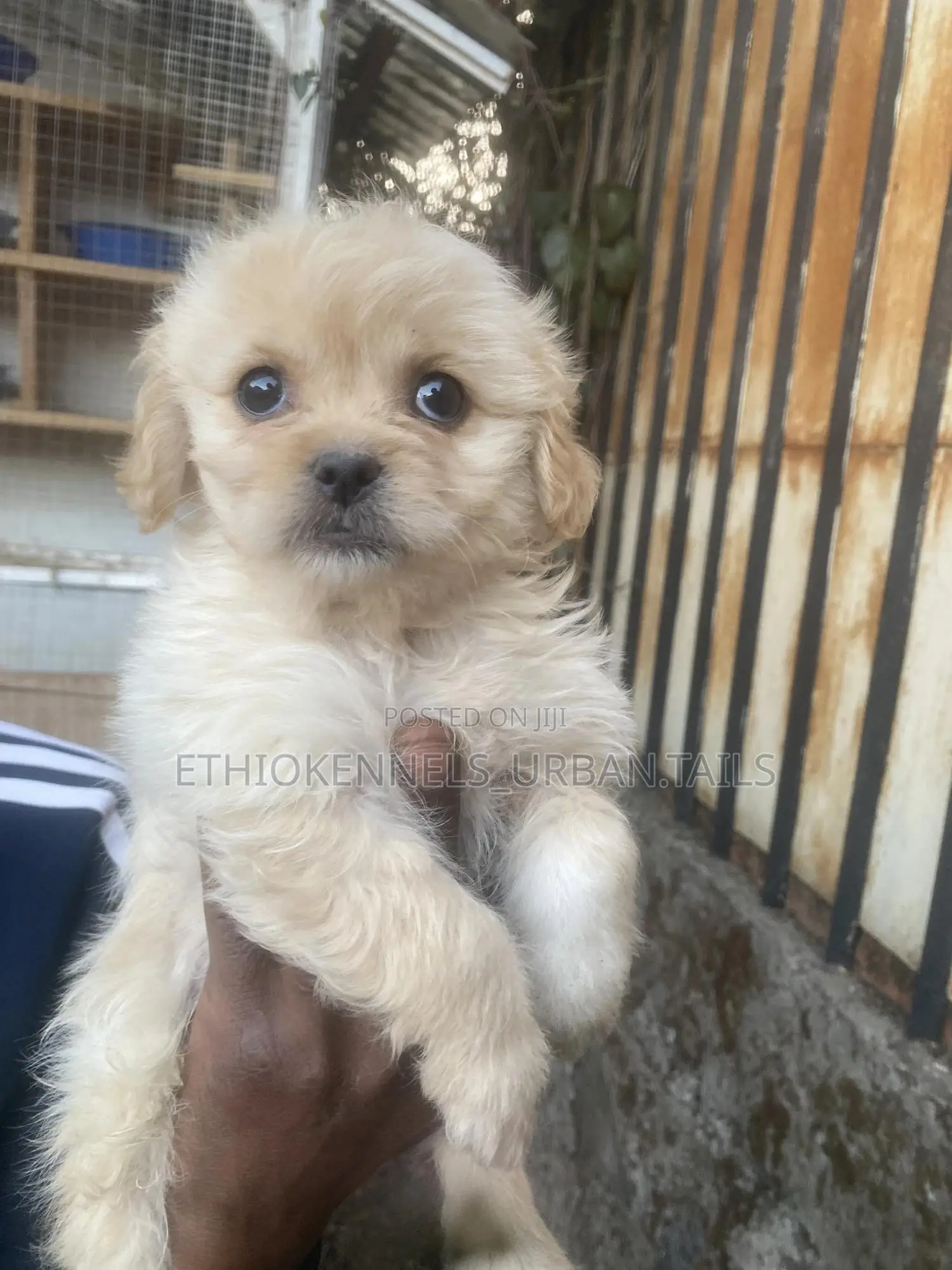 1-3 months Male Purebred Maltese