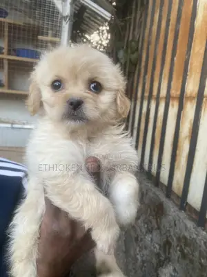 1-3 months Male Purebred Maltese