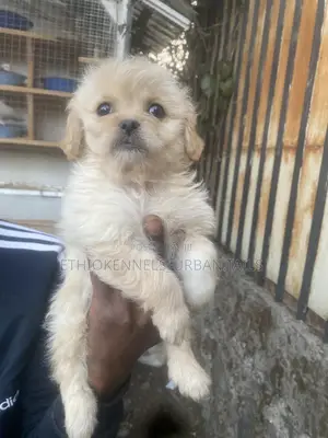 1-3 months Male Purebred Maltese