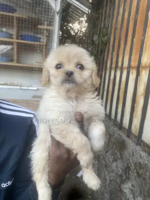 1-3 months Male Purebred Maltese