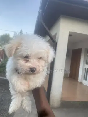 1-3 months Male Purebred Maltese