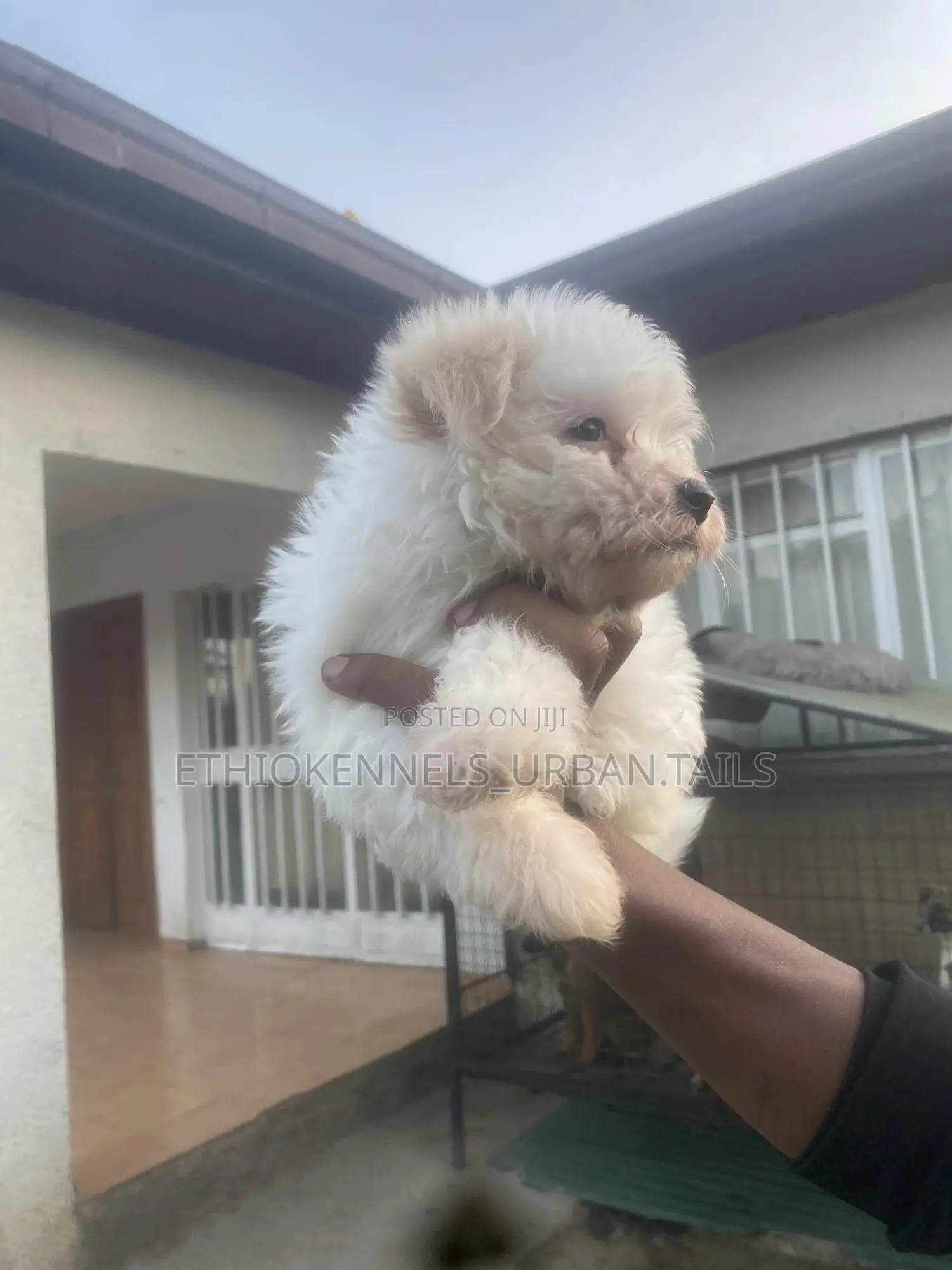 1-3 months Male Purebred Maltese