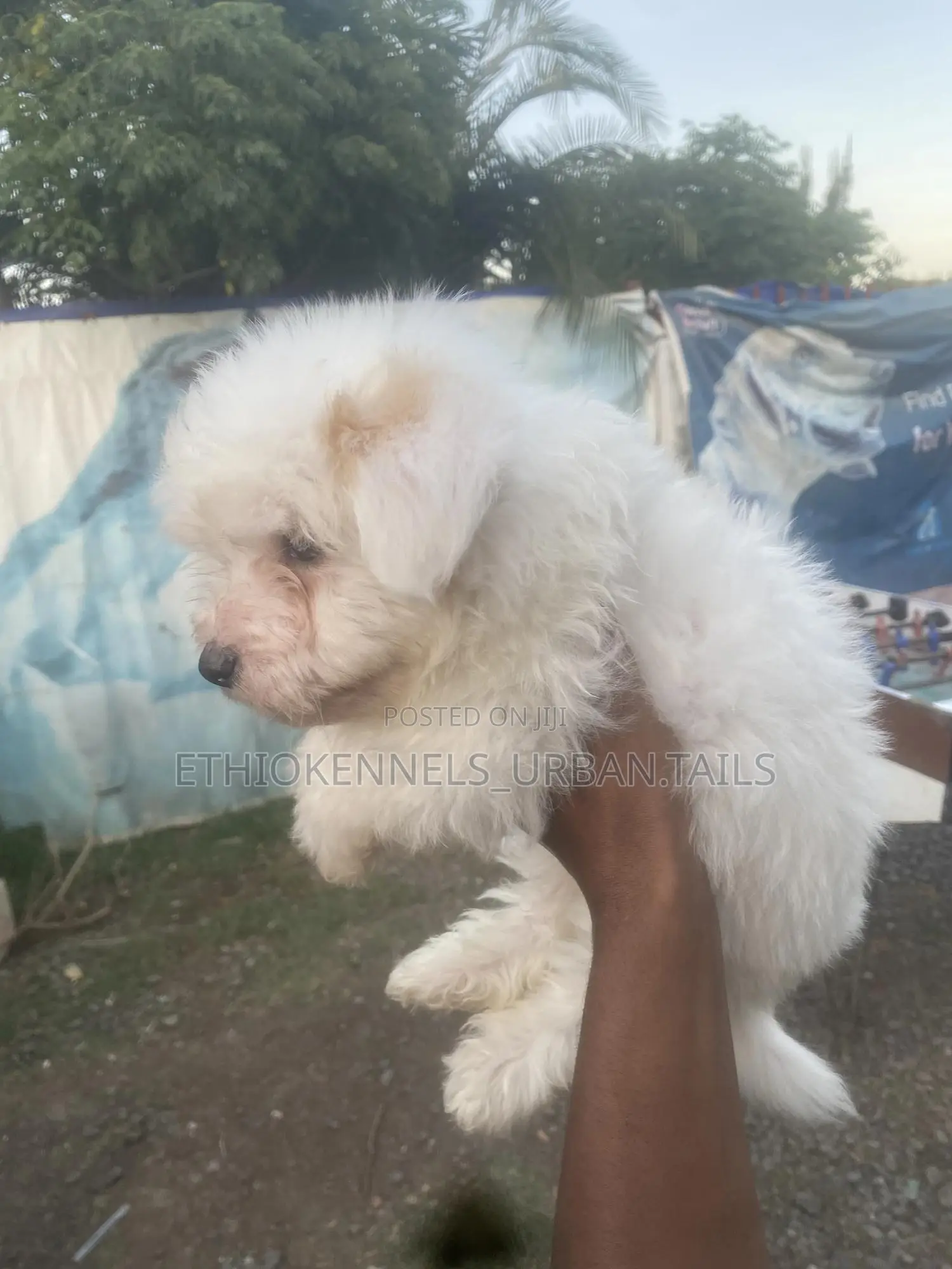 1-3 months Male Purebred Maltese