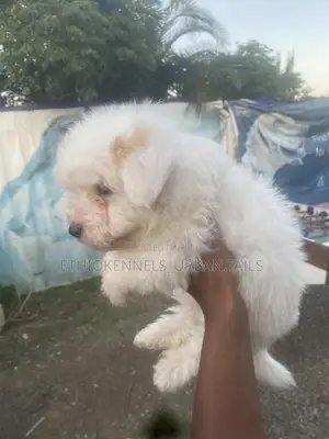 1-3 months Male Purebred Maltese