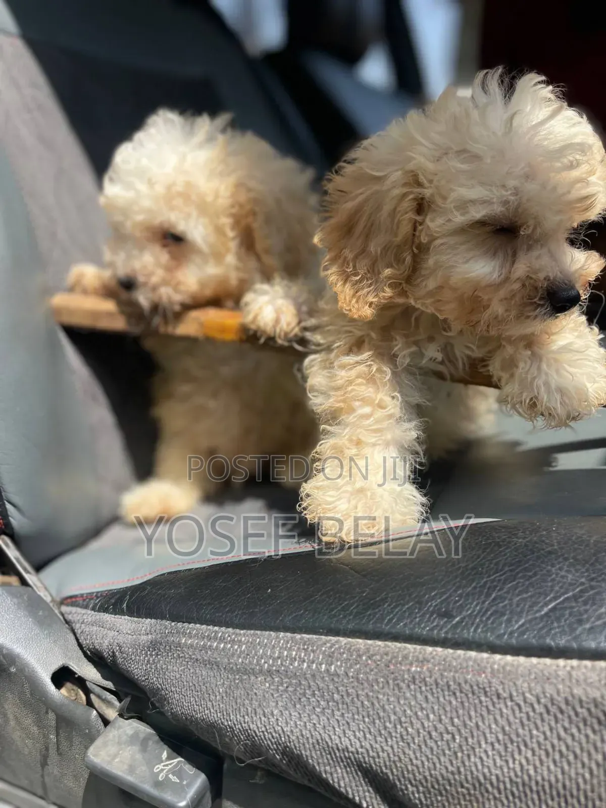 1-3 months Male Purebred Poodle